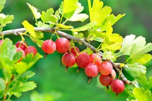 Red Gooseberry