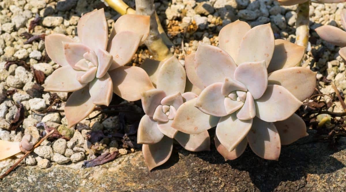 Graptopetalum paraguayense grows in its native area of Mexico