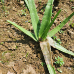 6 Reasons Your Aloe is Turning Black and Dying