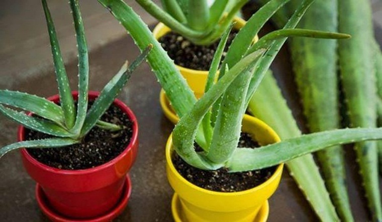 6 Reasons Your Aloe is Turning Black and Dying