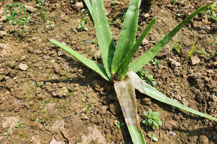 6 Reasons Your Aloe is Turning Black and Dying