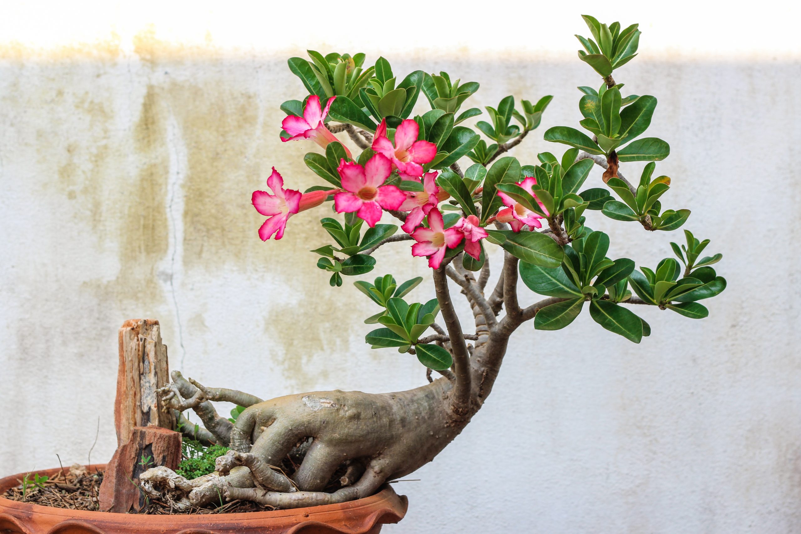 Adenium