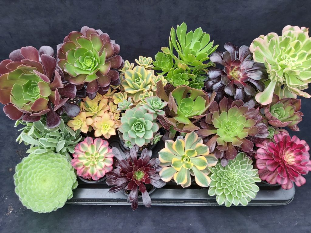 Aeonium