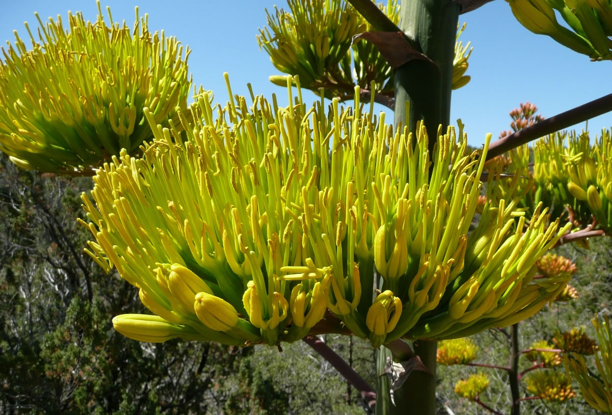 Agave Plant