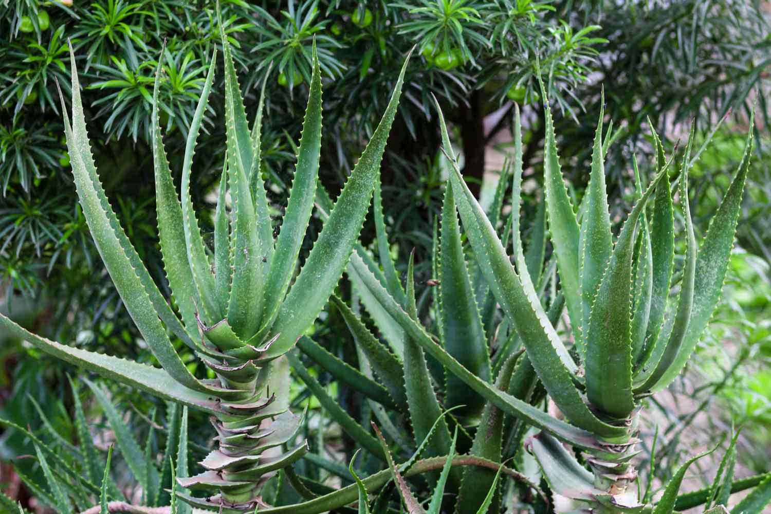 Aloe