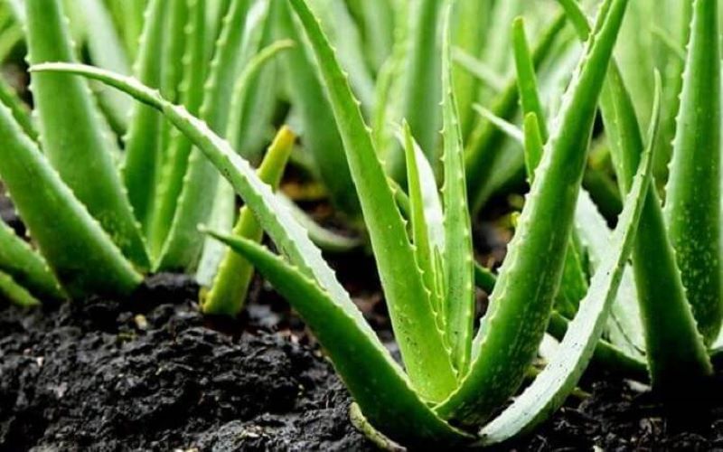 Aloe