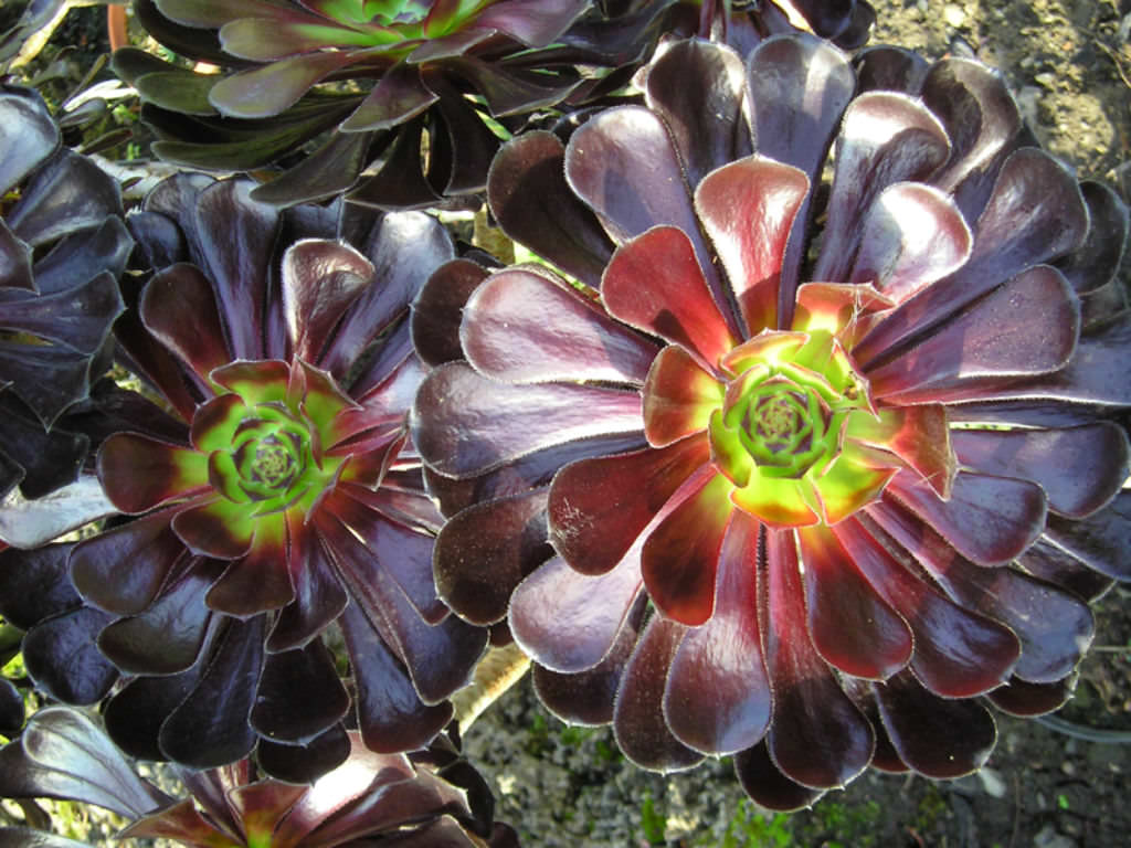 Black Rose Aeonium