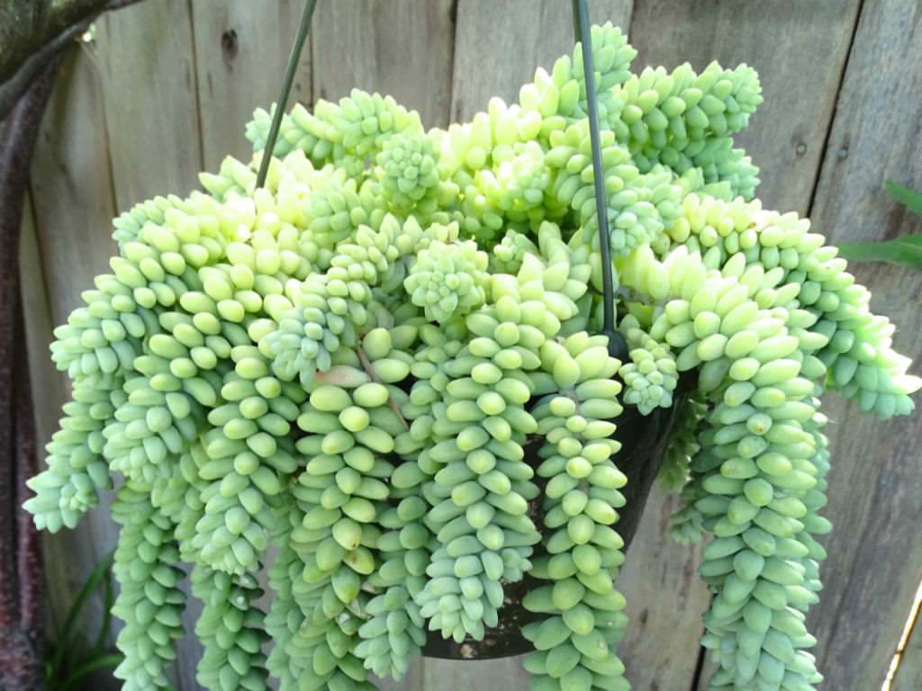 Burro’s Tail