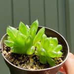 Cathedral Window Haworthia