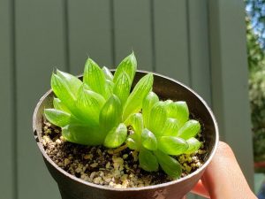 Cathedral Window Haworthia