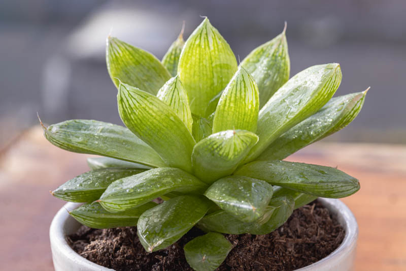 Cathedral Window Haworthia