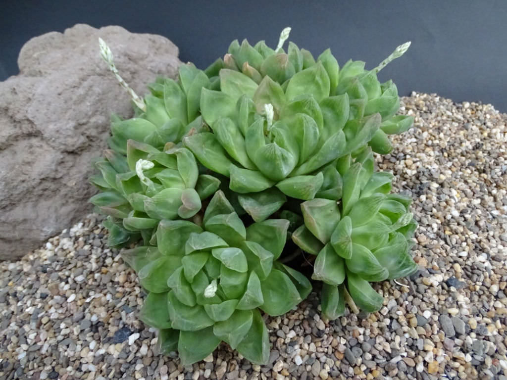 Cathedral Window Haworthia