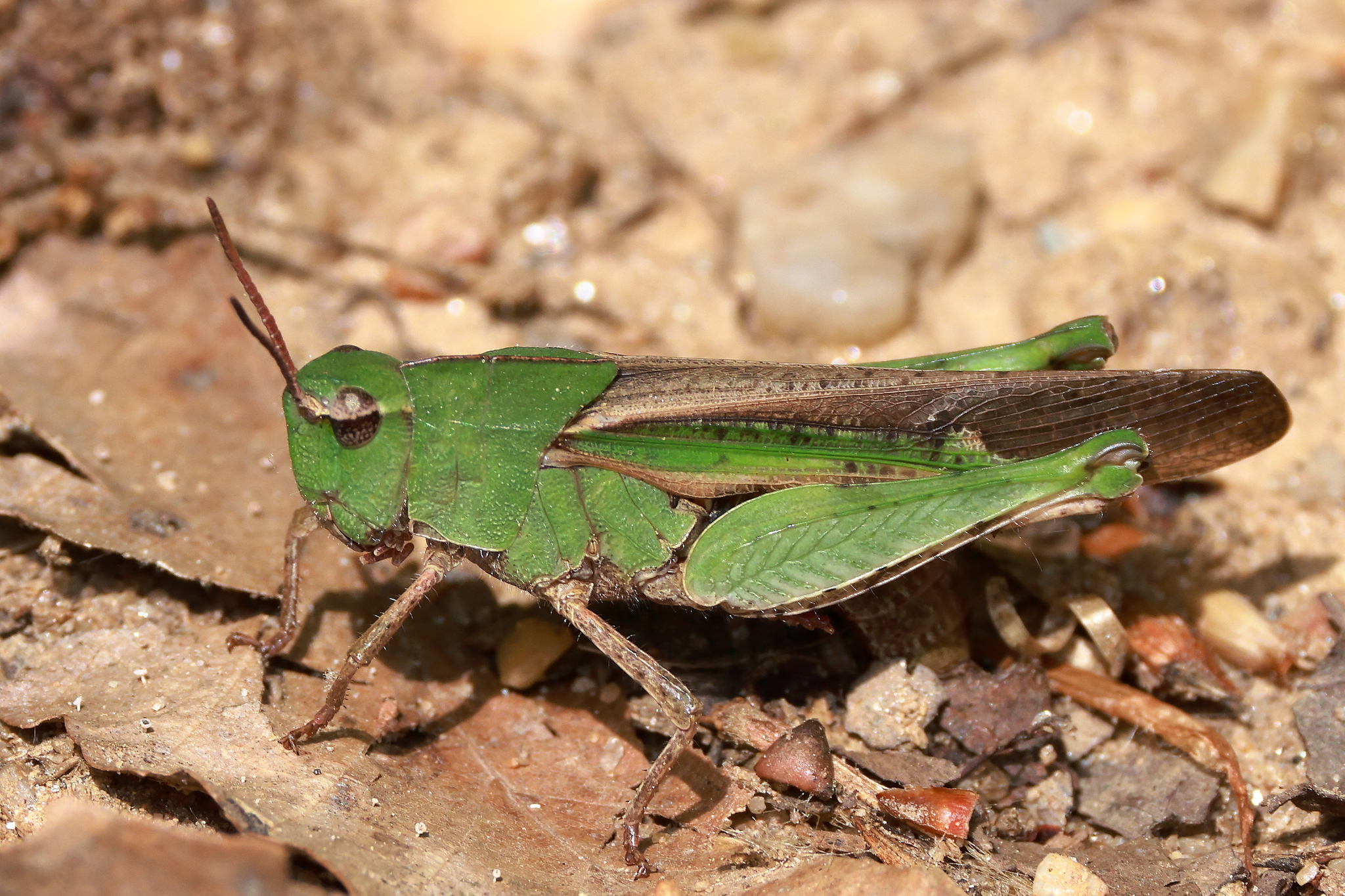 Chortophaga viridifasciata