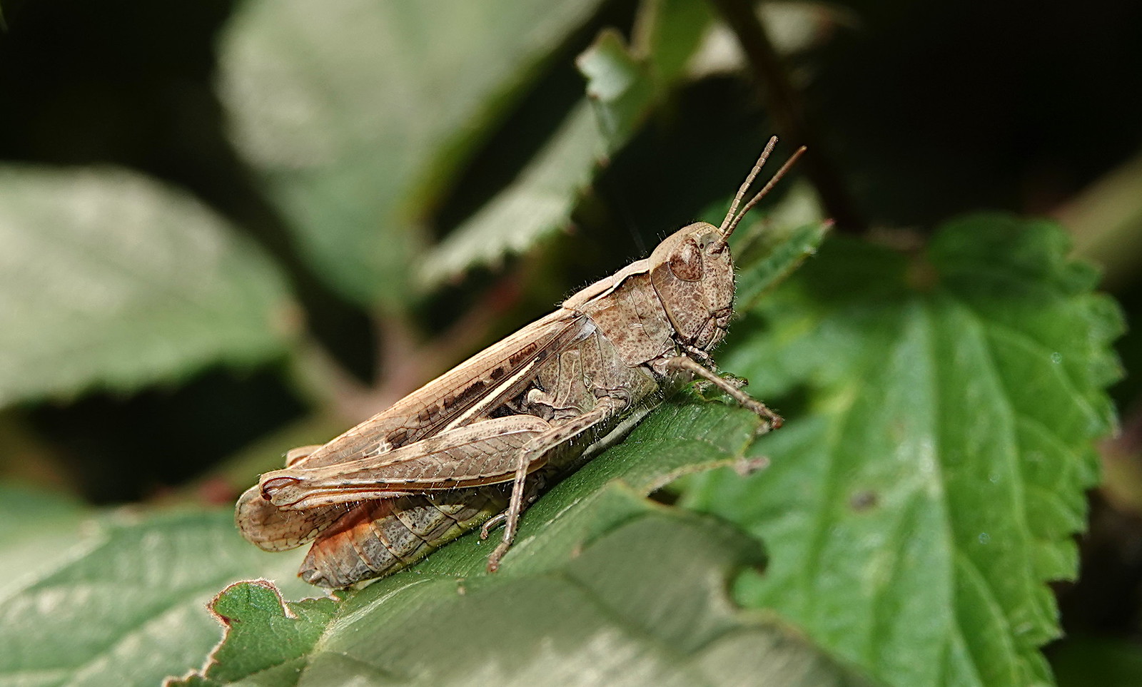 Common Field Grasshopper