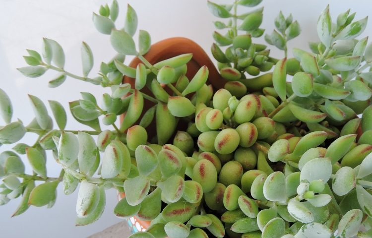 Cotyledon