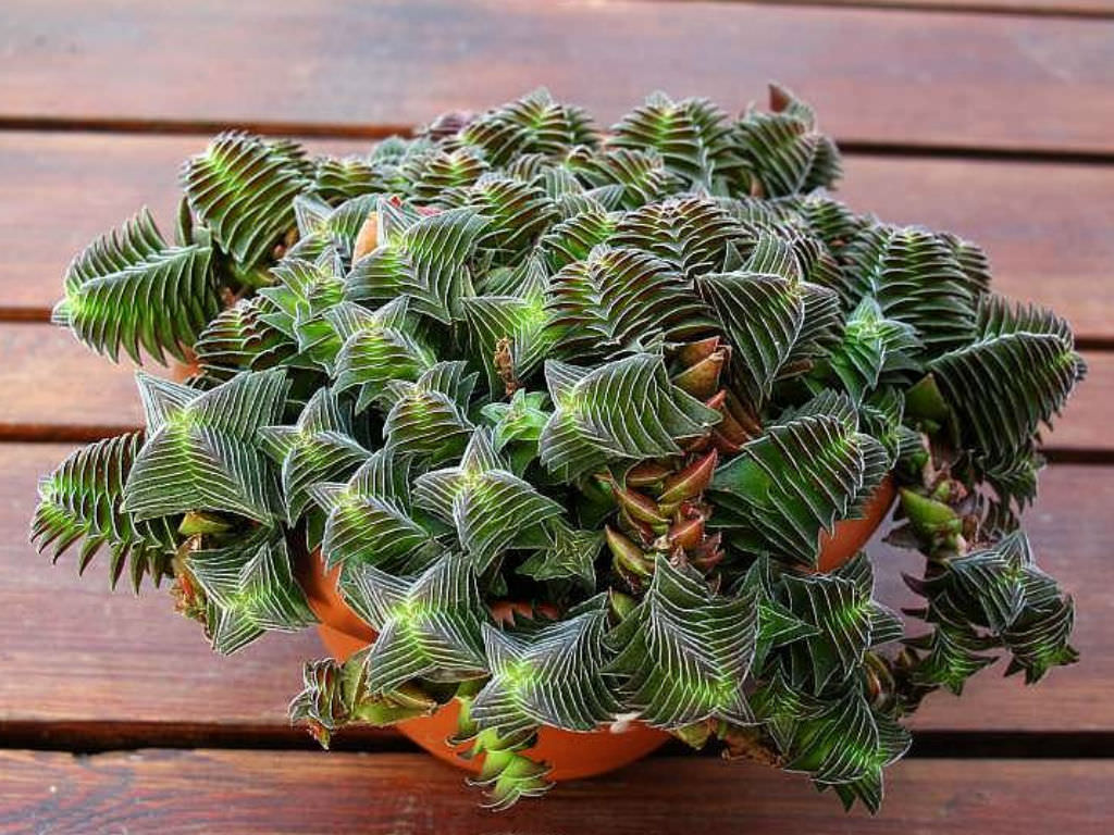 Crassula capitella var. thyrsiflora Pagoda Village