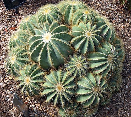 Discover 15 Unique Succulents