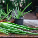 Discovering the Ideal Soil for Aloe Vera Plants