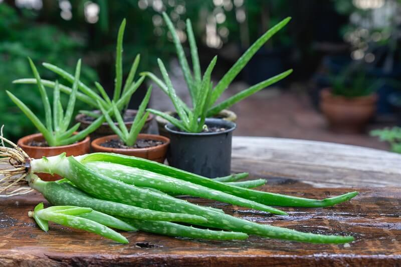 Discovering the Ideal Soil for Aloe Vera Plants