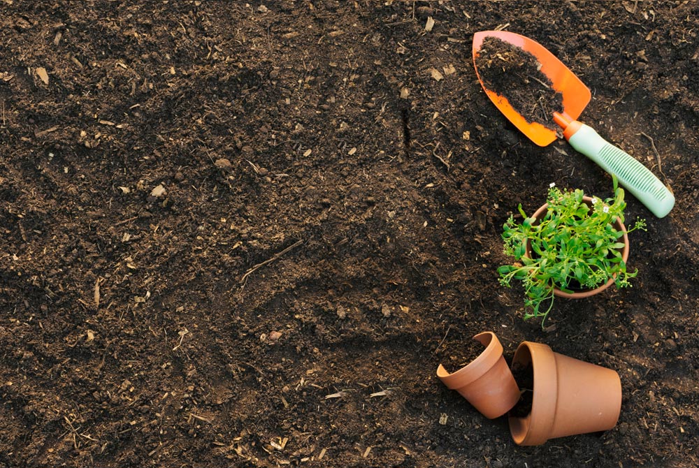 Discovering the Ideal Soil for Aloe Vera Plants