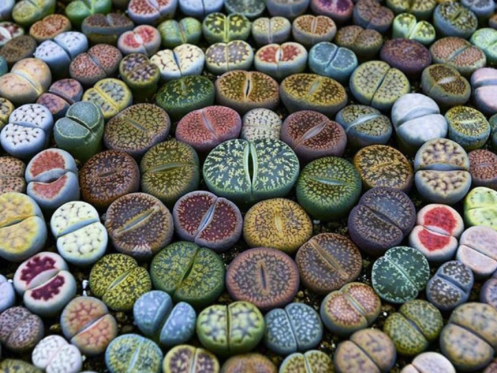 Dive Into Lithops Succulents