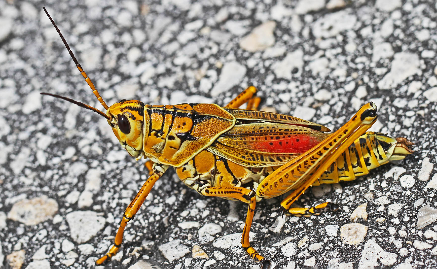 Eastern Lubber Grasshopper