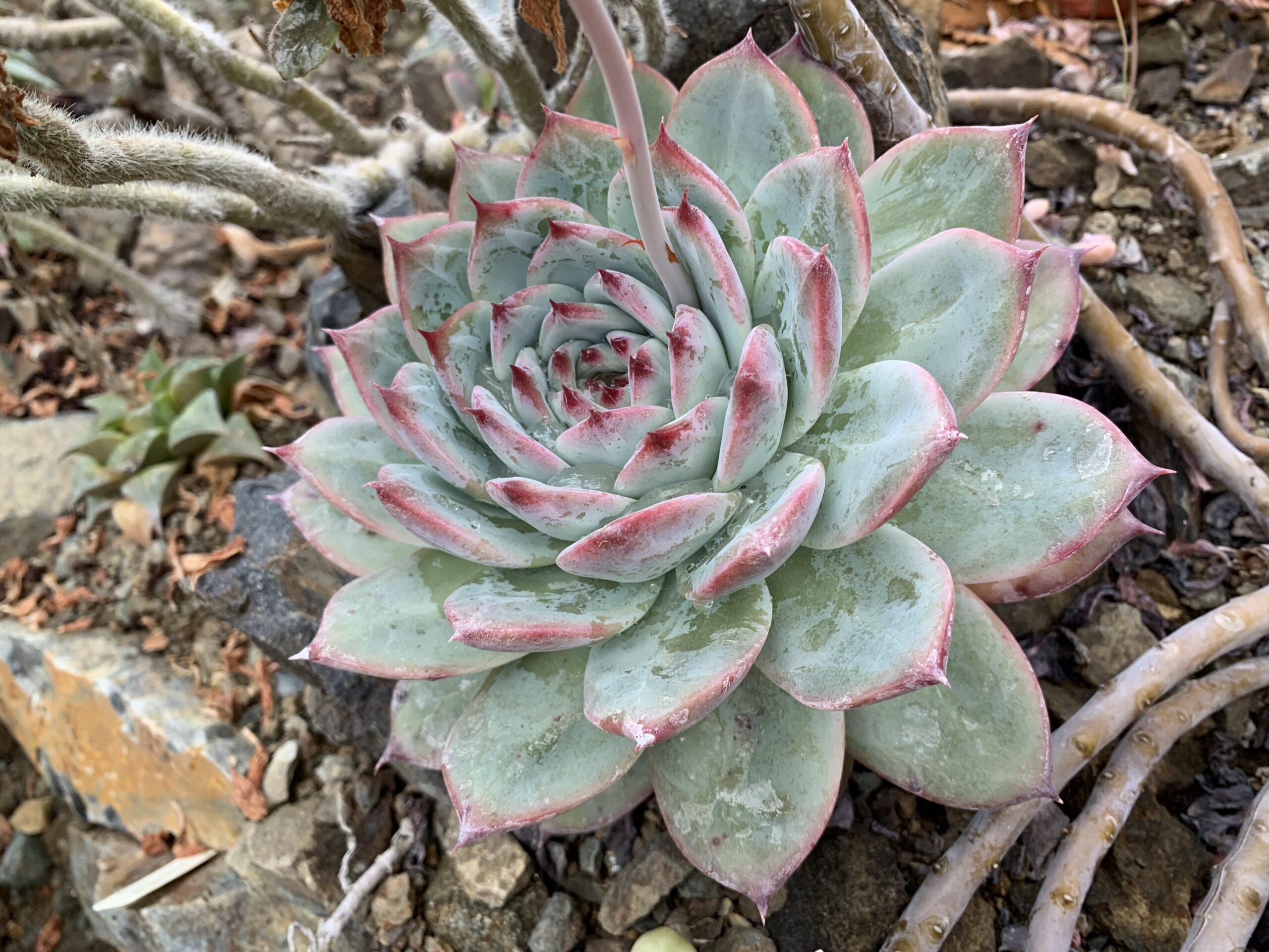 Echeveria