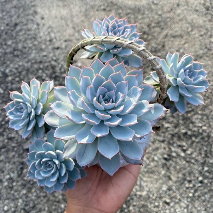 Echeveria peacockii