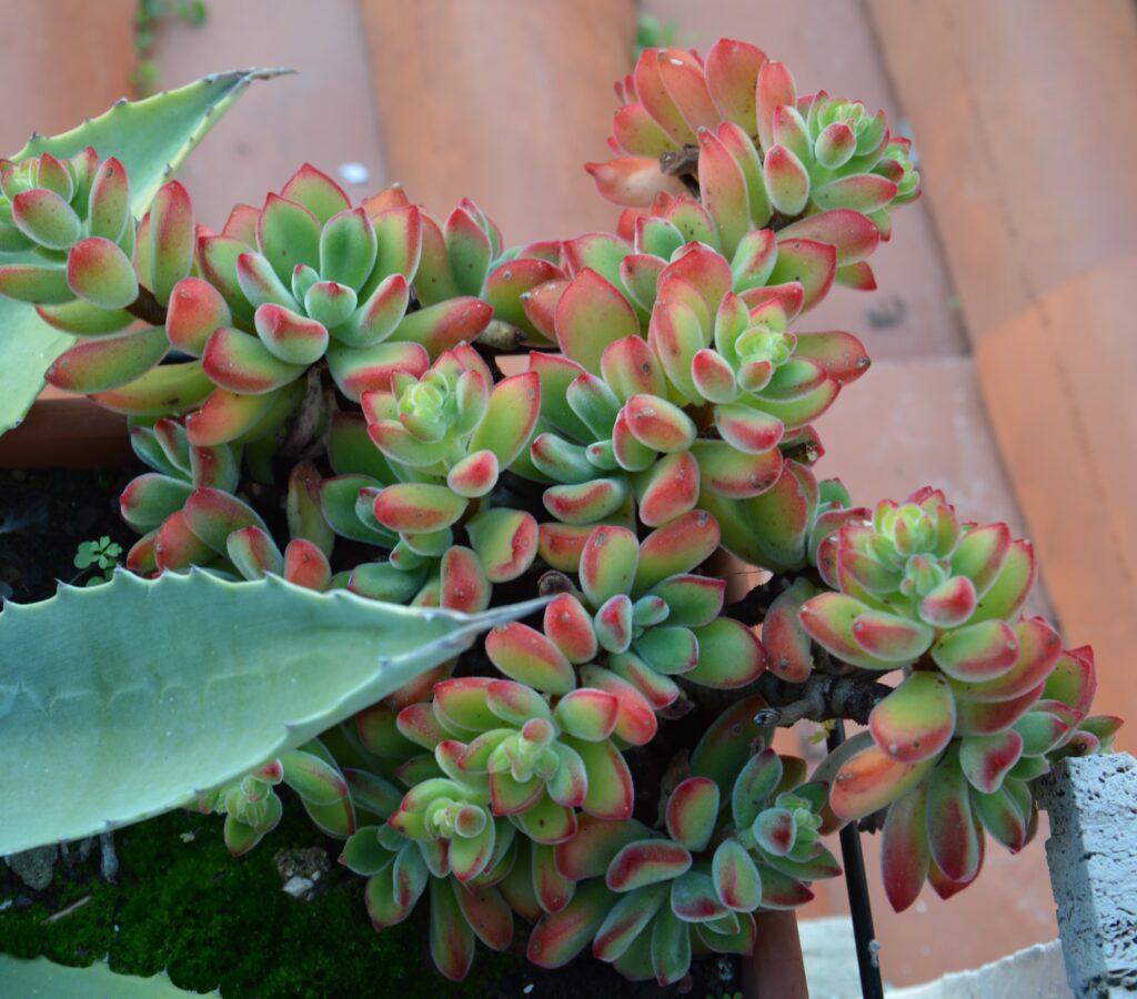 Echeveria pulvinata ‘Ruby Blush’