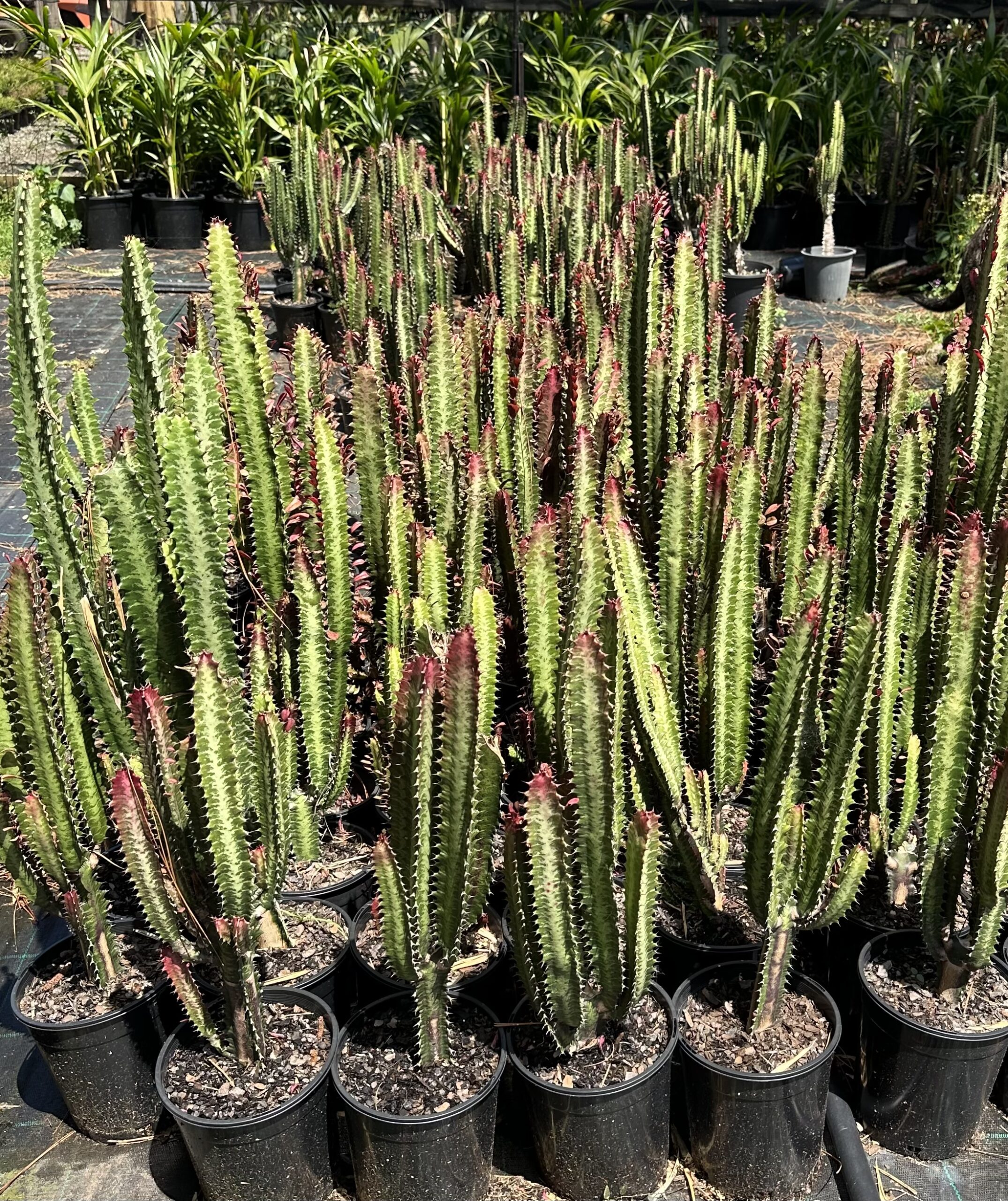 Euphorbia trigona