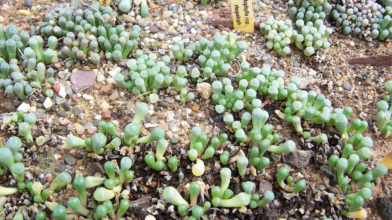 Fenestraria