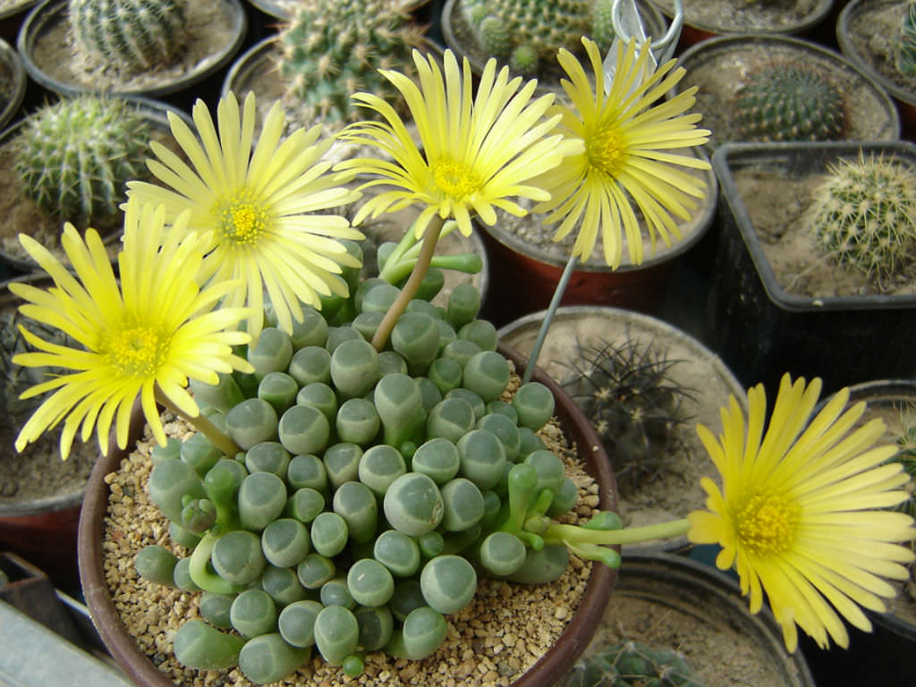 Fenestraria