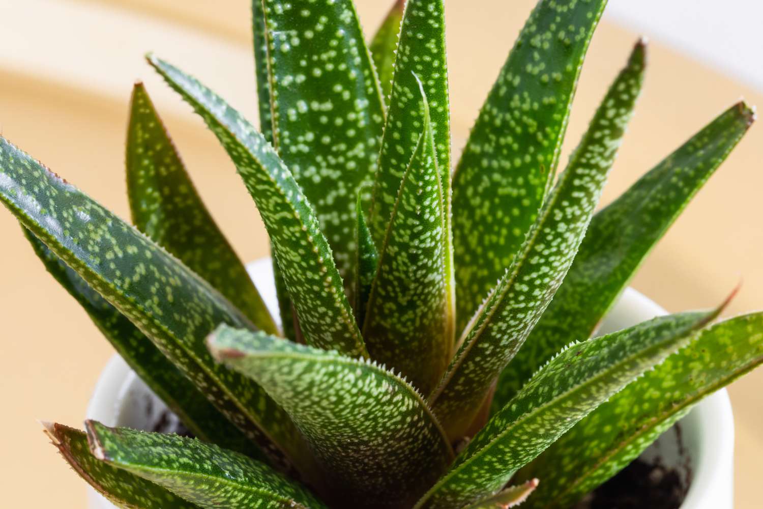 Gasteria