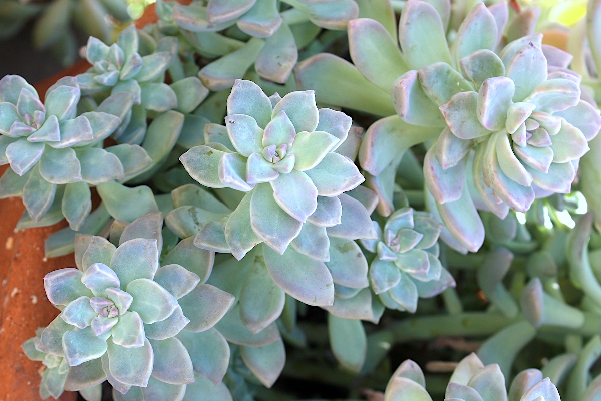 Graptopetalum