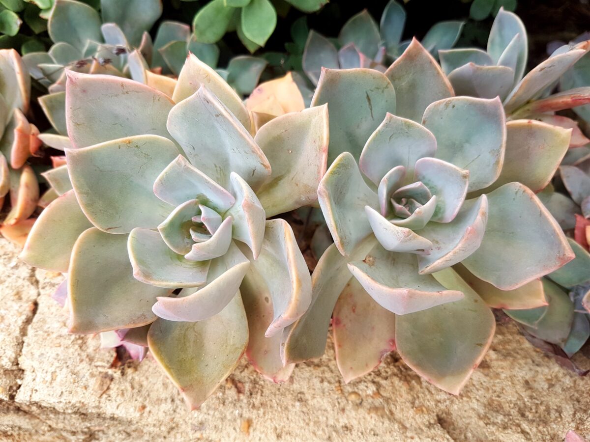 Graptoveria