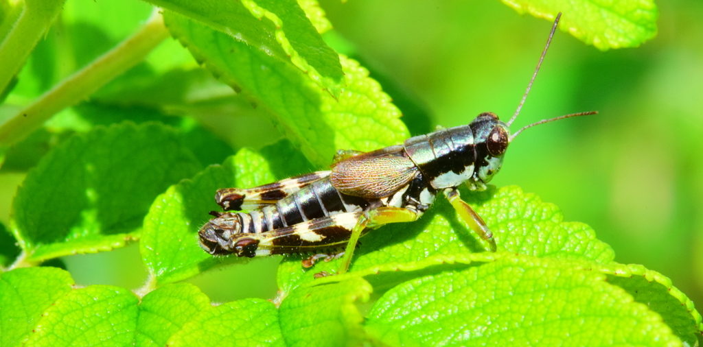 Green-legged grasshopper