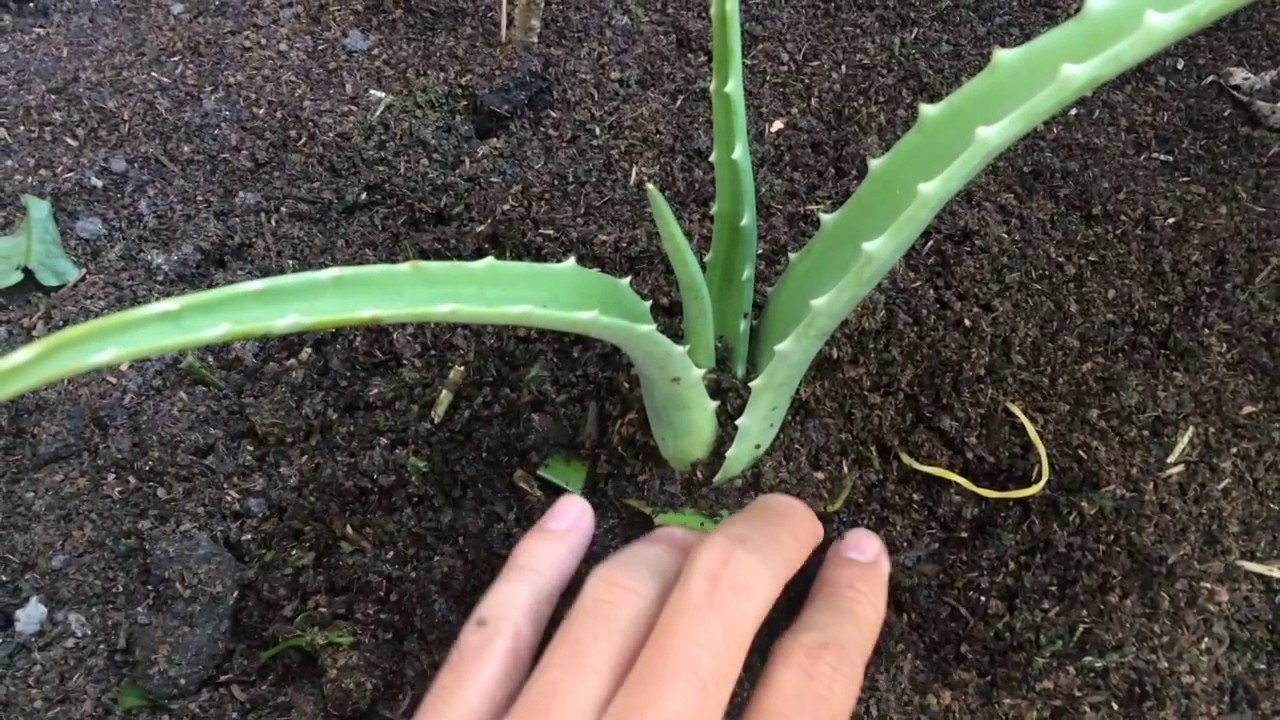 Guidance on Cultivating Minnie Belle Aloe Plants