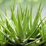 Guidance on Cultivating Minnie Belle Aloe Plants