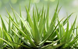 Guidance on Cultivating Minnie Belle Aloe Plants