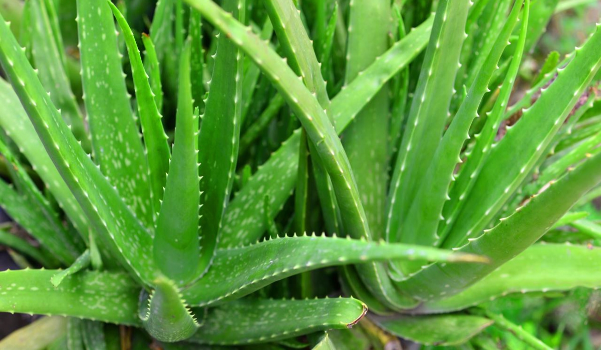 Guidance on Cultivating Minnie Belle Aloe Plants