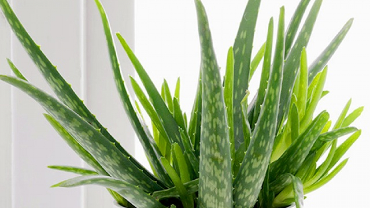 Guidance on Cultivating Minnie Belle Aloe Plants