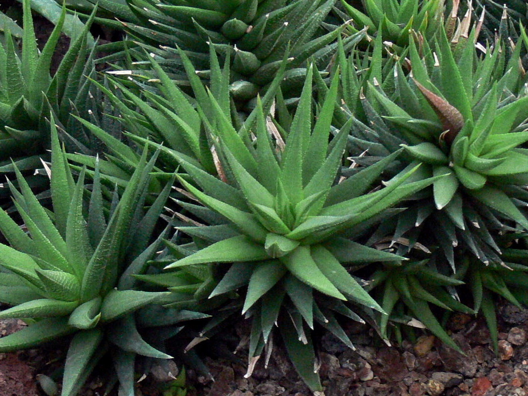 Haworthia