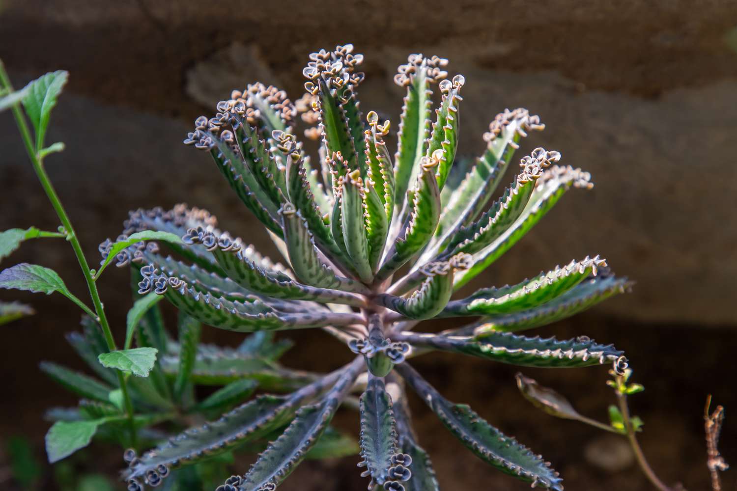 Kalanchoe delagoensis