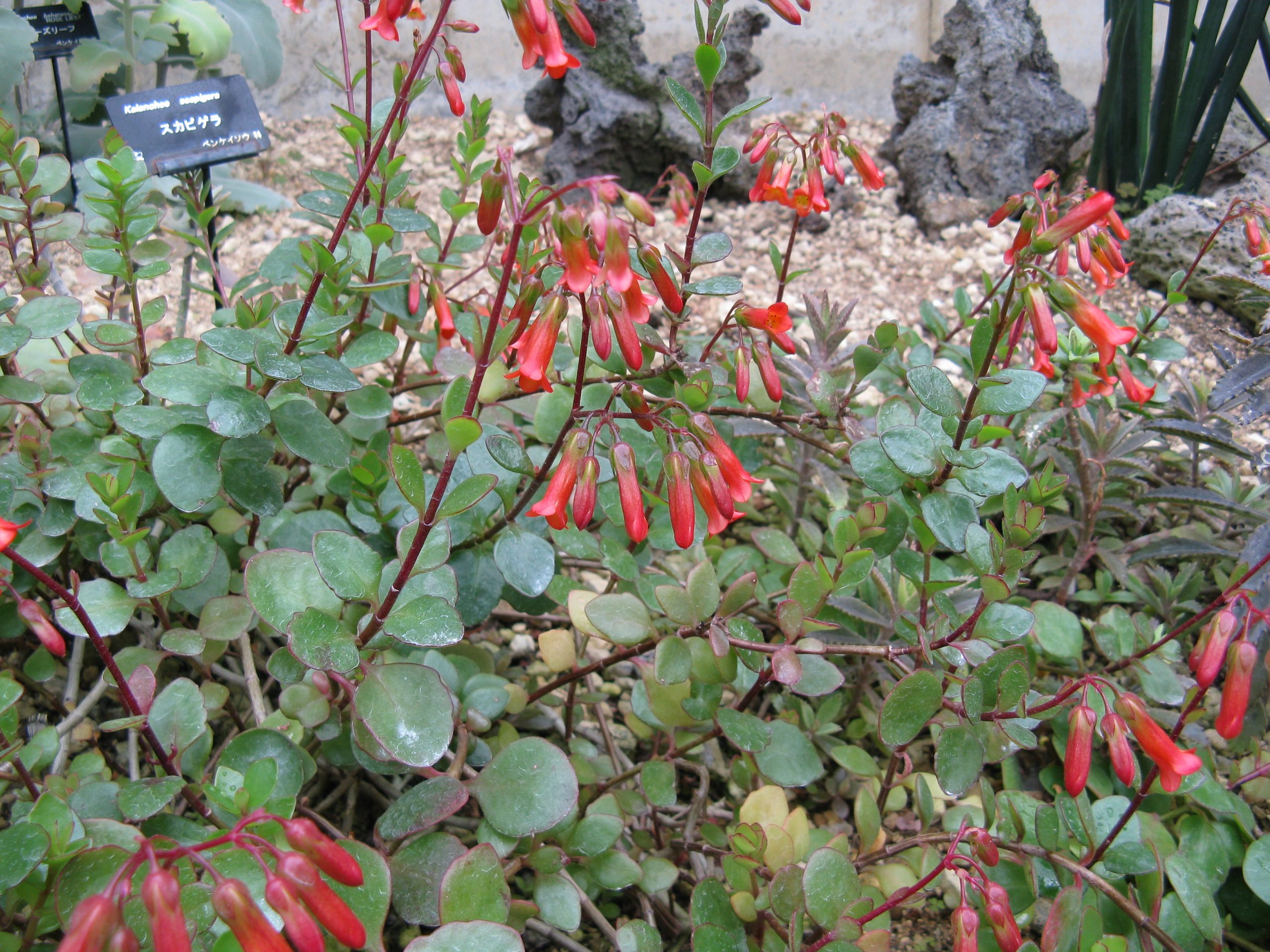 Kalanchoe manginii