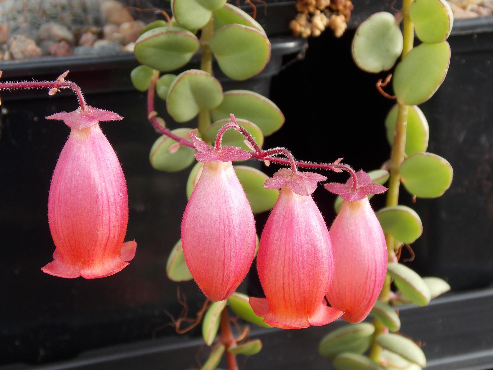 Kalanchoe uniflora