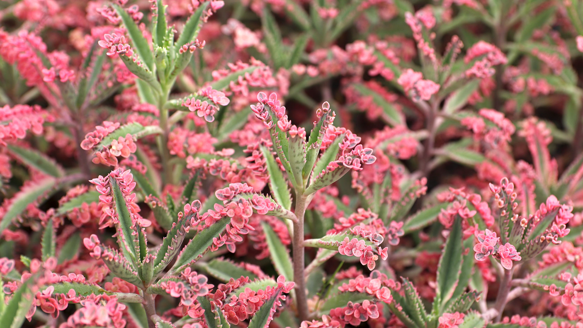 Kalanchoe x houghtonii ‘Pink Butterflies