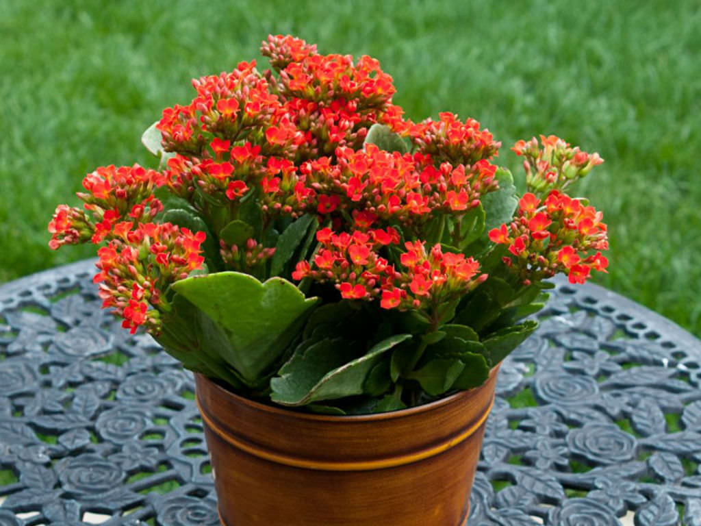 Kalanchoe