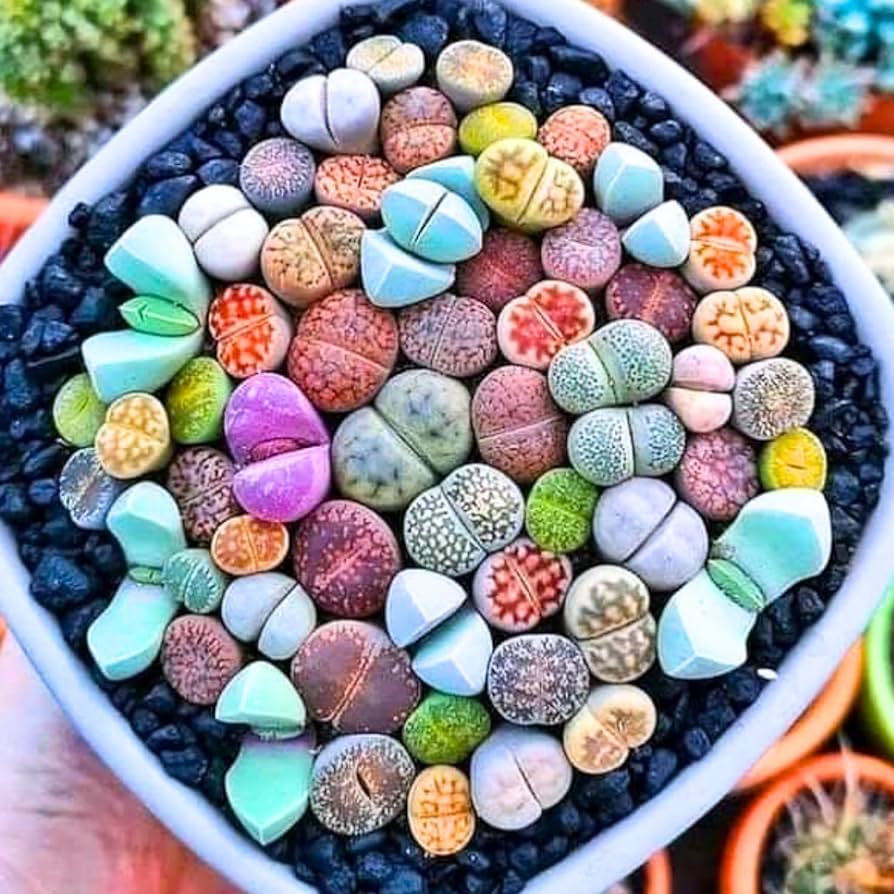 Lithops