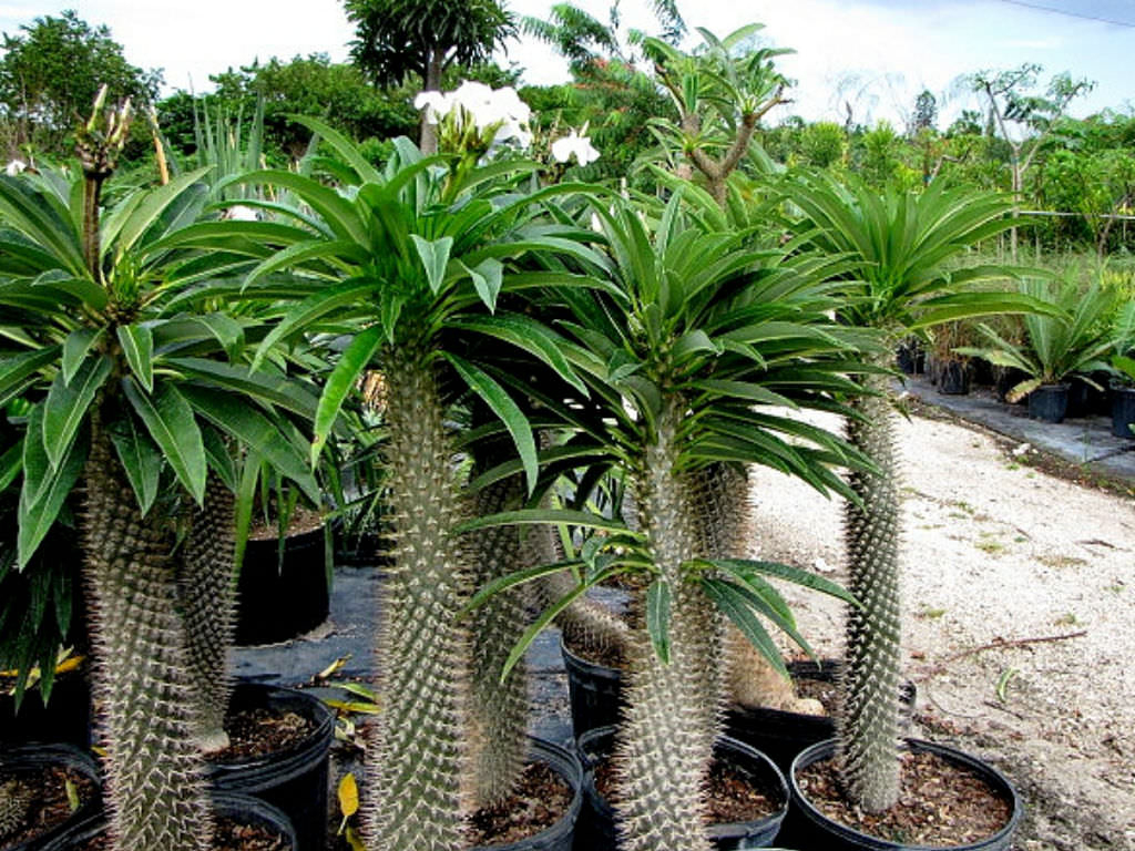 Madagascar Palm