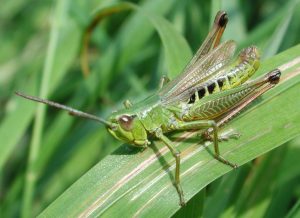 Meadow Grasshopper